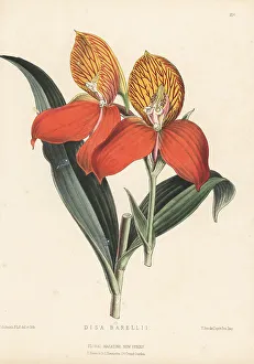 Flowered Prints: Red disa orchid, Disa uniflora