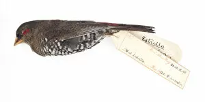 Passeriformes Collection: Red eared firetail Finch, Emblema oculata