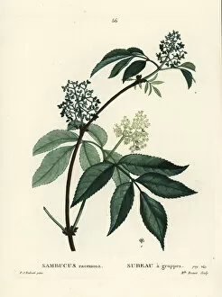 Arbustes Gallery: Red elderberry or red-berried elder, Sambucus racemosa