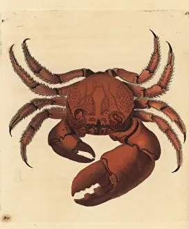 Cancer Prints: Red-eyed rock crab, Eriphia sebana