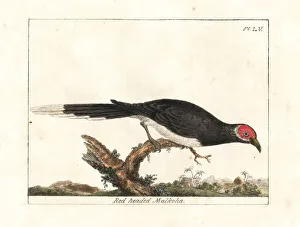 Latham Collection: Red-faced malkoha, Phaenicophaeus pyrrhocephalus. Vulnerable