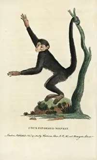 Red-faced spider monkey, Ateles paniscus