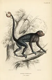 Red-faced spider monkey, Ateles paniscus