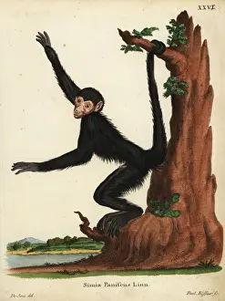 Red-faced spider monkey, Ateles paniscus. Vulnerable