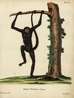 Red-faced spider monkey, Ateles paniscus. Vulnerable
