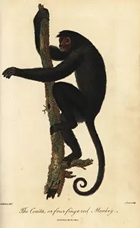 Red-faced spider monkey, Ateles paniscus
