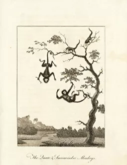 Narrative Collection: Red-faced spider monkey and red-handed tamarin