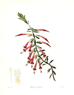 Nevitt Prints: Red five-corner or crimson styphelia, Styphelia tubiflora