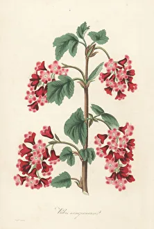 Volume 1 Prints: Red flowering currant, Ribes sanguineum