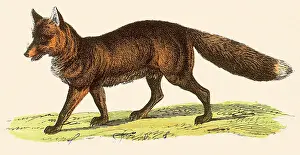 Critter Prints: Red FoX Date: 1880