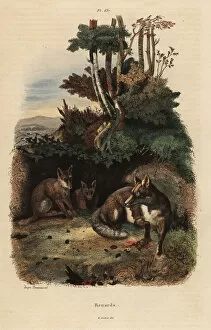 Red foxes, Vulpes vulpes, outside a den