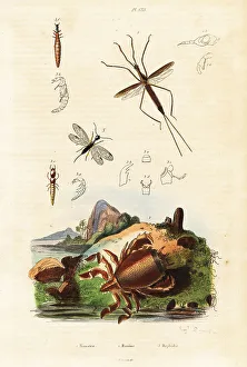 Crustacean Prints: Red frog crab, snakefly and aquatic bug