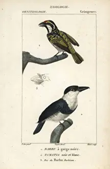 Dumont Prints: Red-fronted barbet, Tricholaema diademata