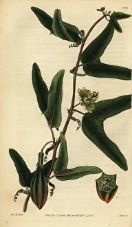 Hooker Gallery: Red granadilla, Passiflora capsularis