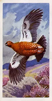 Spots Prints: Red Grouse in flight