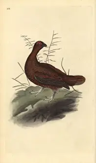 London Prints: Red grouse, Lagopus lagopus scotica