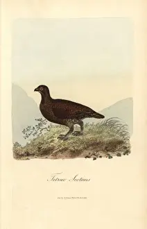 Lagopus Prints: Red grouse, Lagopus lagopus scoticus