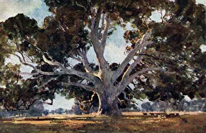 Marie Prints: The Red Gum Tree