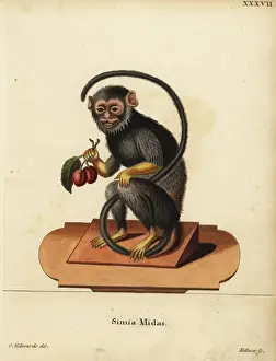 Simia Prints: Red-handed or golden-handed tamarin, Saguinus midas