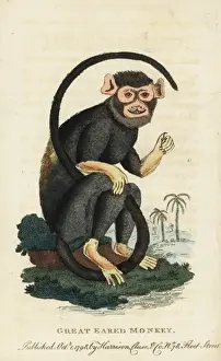 Red-handed tamarin, Saguinus midas