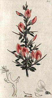 Images Dated 16th April 2012: Red harrow