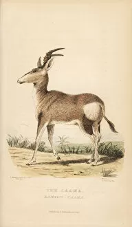 Griffith Collection: Red hartebeest, Alcelaphus buselaphus caama