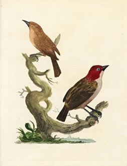 Mauritius Collection: Red-headed finch and brown warbler