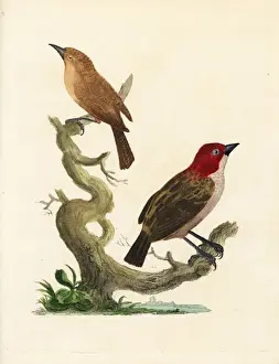 Mauritius Prints: Red-headed finch and brown warbler