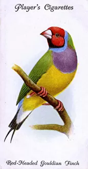 Red-Headed Gouldian Finch