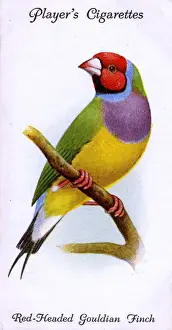 Headed Prints: Red-Headed Gouldian Finch
