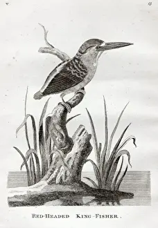 Classification Prints: Red-headed King-fisher