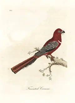 Latham Prints: Red-headed trogon, Harpactes erythrocephalus