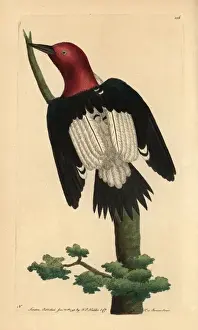 Threatened Prints: Red-headed woodpecker, Melanerpes erythrocephalus