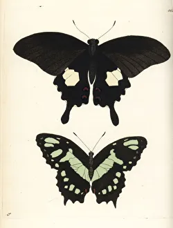 Red helen and malachite butterfly, Papilio Red helen and malachite butterfly, Papilio