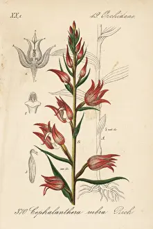 Schlechtendal Prints: Red helleborine, Cephalanthera rubra