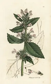 Red hemp-nettle, Galeopsis tetrahit