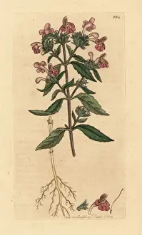 Toxic Prints: Red hempnettle, Galeopsis ladanum