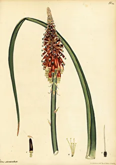 Henry Andrews Prints: Red hot poker, Kniphofia sarmentosa