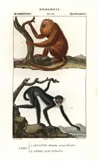 Red howler monkey, Alouatta seniculus