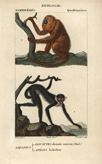 Alouatta Gallery: Red howler monkey, Alouatta seniculus