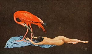 The Red Ibis