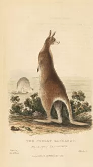 Kearsley Collection: Red kangaroo, Macropus rufus