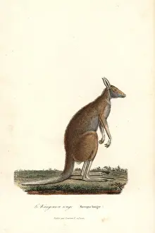 Red kangaroo, Macropus rufus
