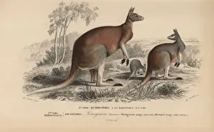 Red kangaroo, Macropus rufus