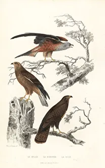 Red kite, honey buzzard and common buzzard
