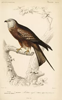 Dictionary Collection: Red kite, Milvus milvus