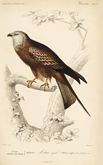 Edouard Collection: Red kite, Milvus milvus