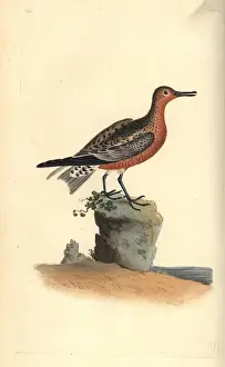 Red knot, Calidris canutus