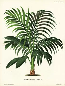 Foliage Gallery: Red leaf palm, Chambeyronia macrocarpa