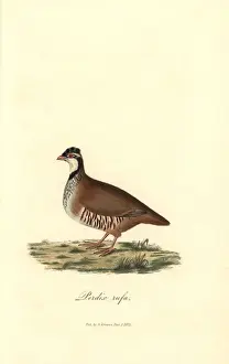 Rufa Prints: Red-legged or Guernsey partridge, Alectoris rufa